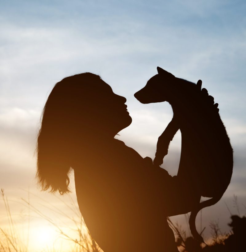 animaux