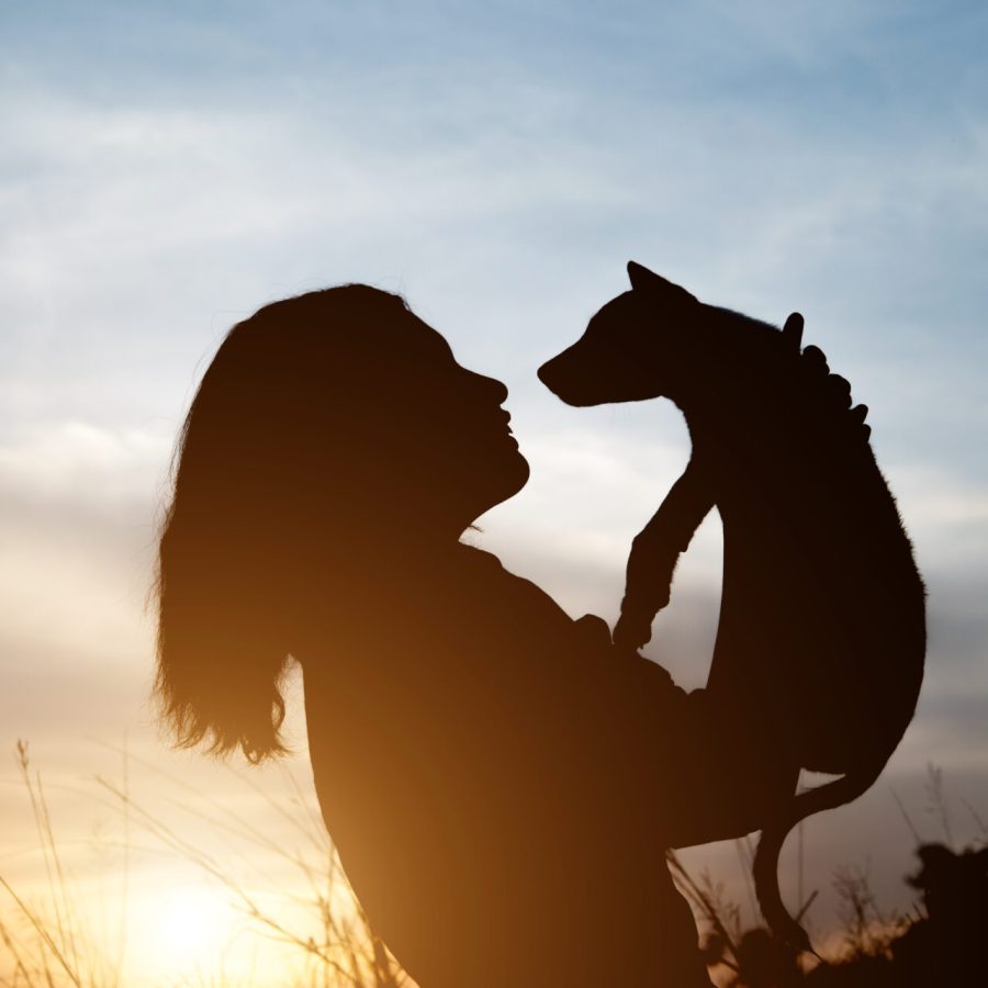 animaux